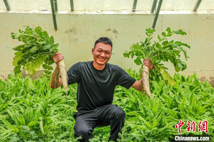 西藏阿里門士邊境派出所民警兼職大棚種植、豐富牧民餐桌