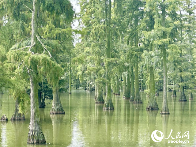 湖北省武漢漲渡湖濕地，池杉“破水而出”。人民網(wǎng)記者 張沛攝