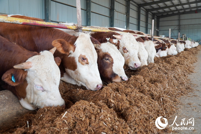 在思博農(nóng)業(yè)科技有限公司內(nèi)，肉牛正在吃秸稈轉(zhuǎn)化的飼料。人民網(wǎng)記者 陳若天攝