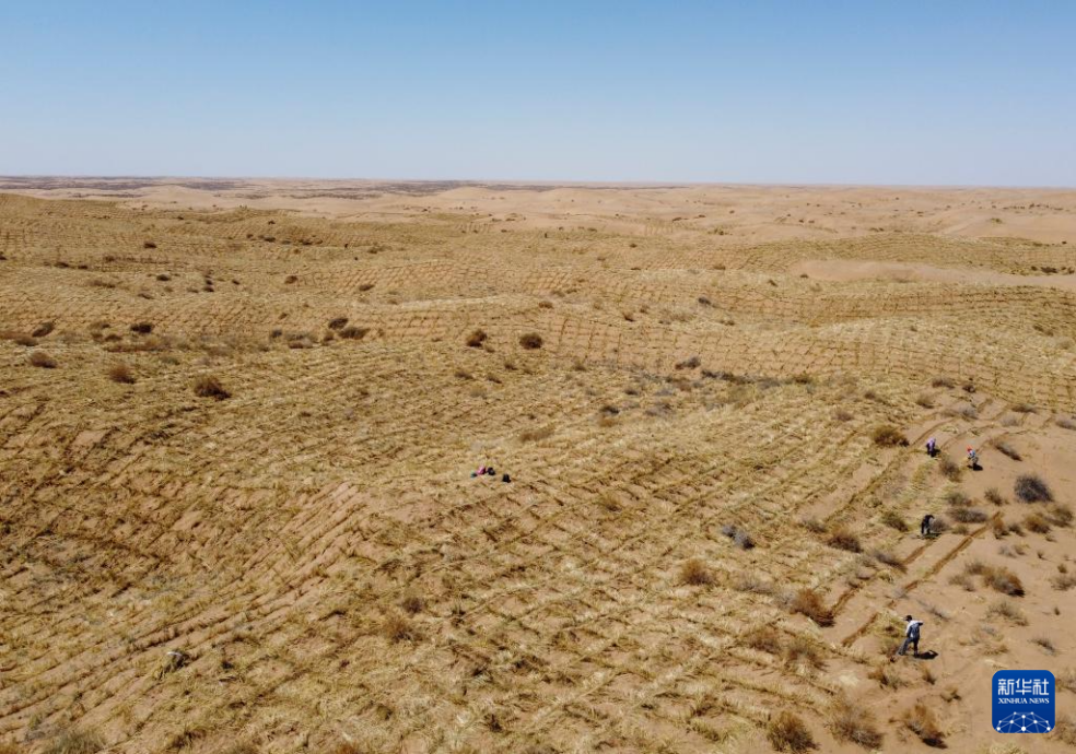 2024年4月10日，群眾在古浪縣八步沙林場(chǎng)麻黃塘沙區(qū)用草方格壓沙。新華社發(fā)（無人機(jī)照片）