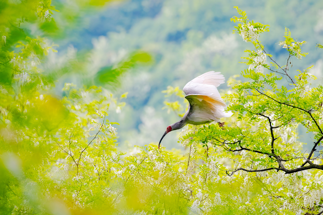 2024年5月2日，一只秦嶺以北野放朱鹮在陜西省銅川市耀州區(qū)沮河上游洋槐林中飛翔。