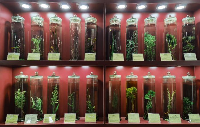 圖為藏藥藥材標(biāo)本。???張海?? ??.jpg