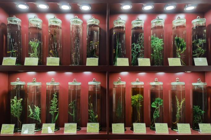 圖為藏藥藥材標(biāo)本。???張海?? ??.jpg