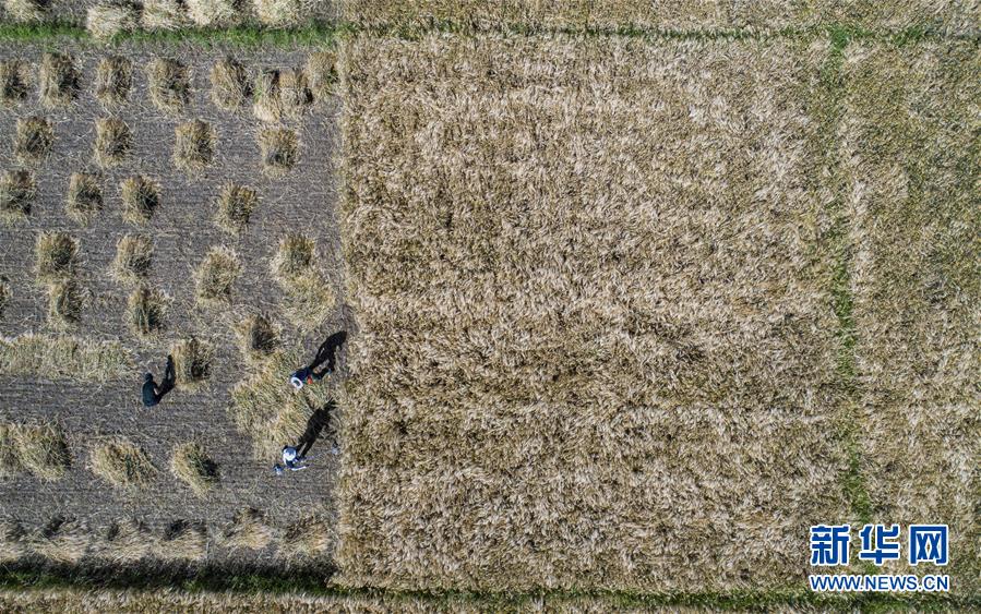 (社會(huì))(3)“西藏糧倉(cāng)”豐收在望