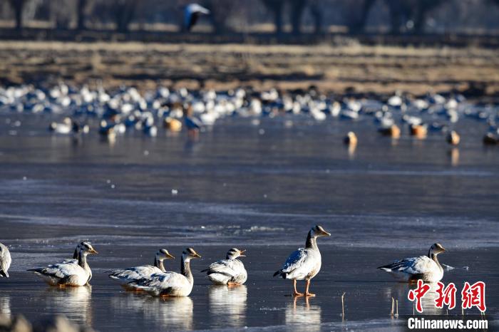 圖為拉薩市林周縣境內(nèi)越冬的候鳥?！∝暩聛?lái)松 攝