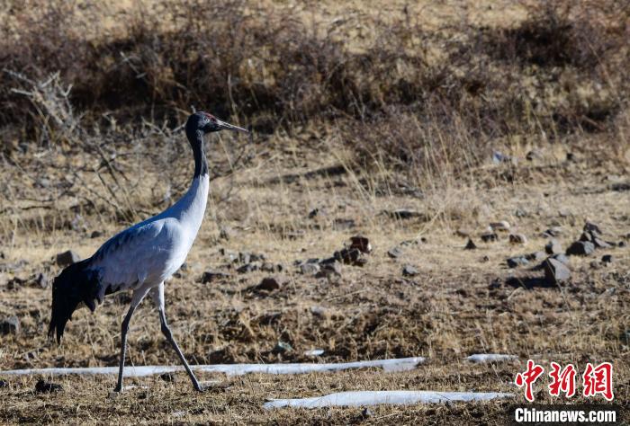圖為一只黑頸鶴在拉薩市林周縣境內(nèi)田間覓食?！∝暩聛?lái)松 攝