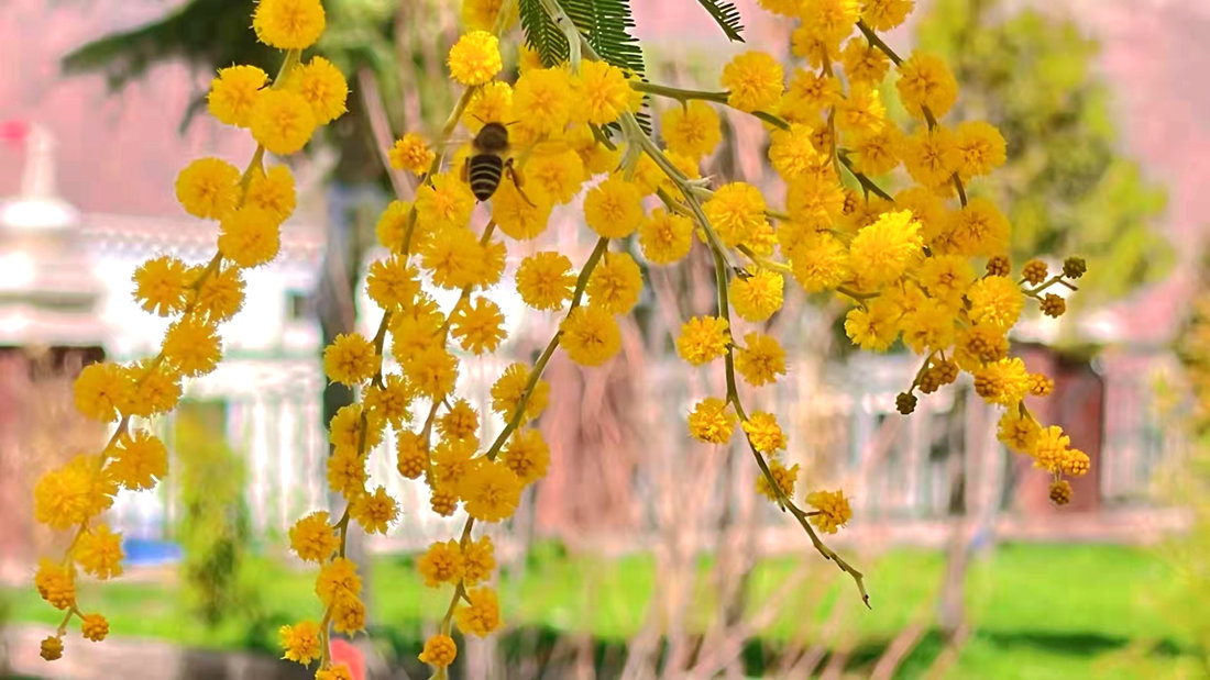 蜜蜂吮吸著金合歡花蕊里的蜂蜜。