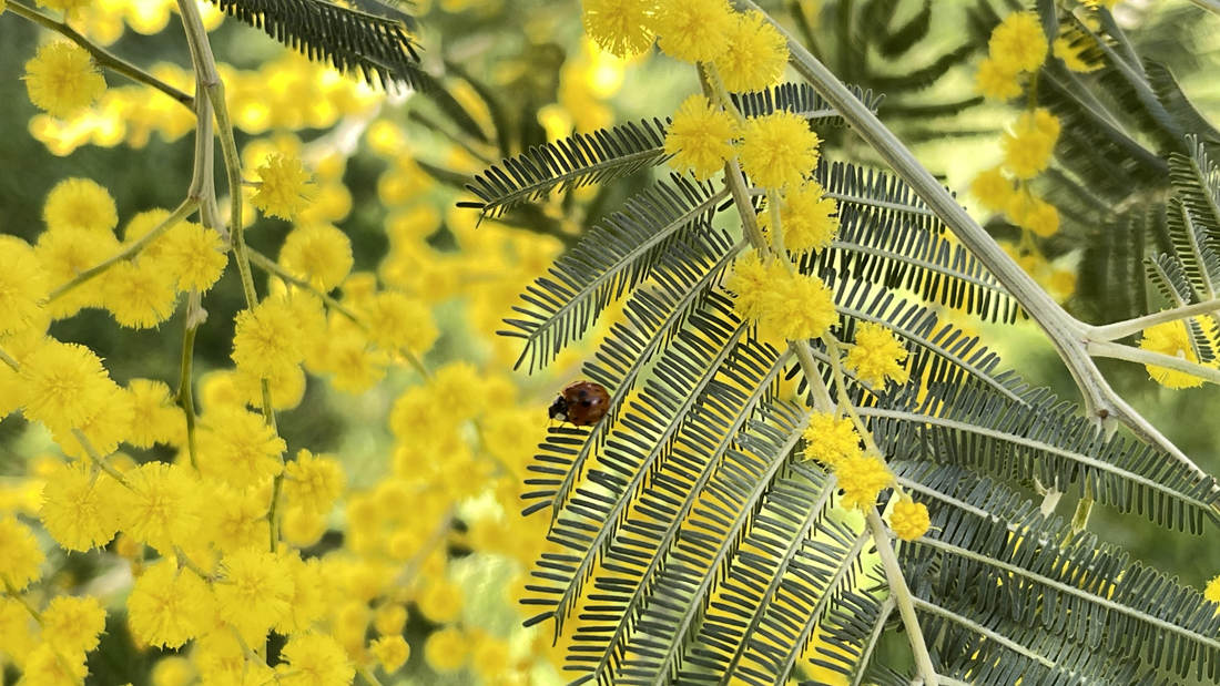 七星瓢蟲在金合歡葉子上嬉戲。