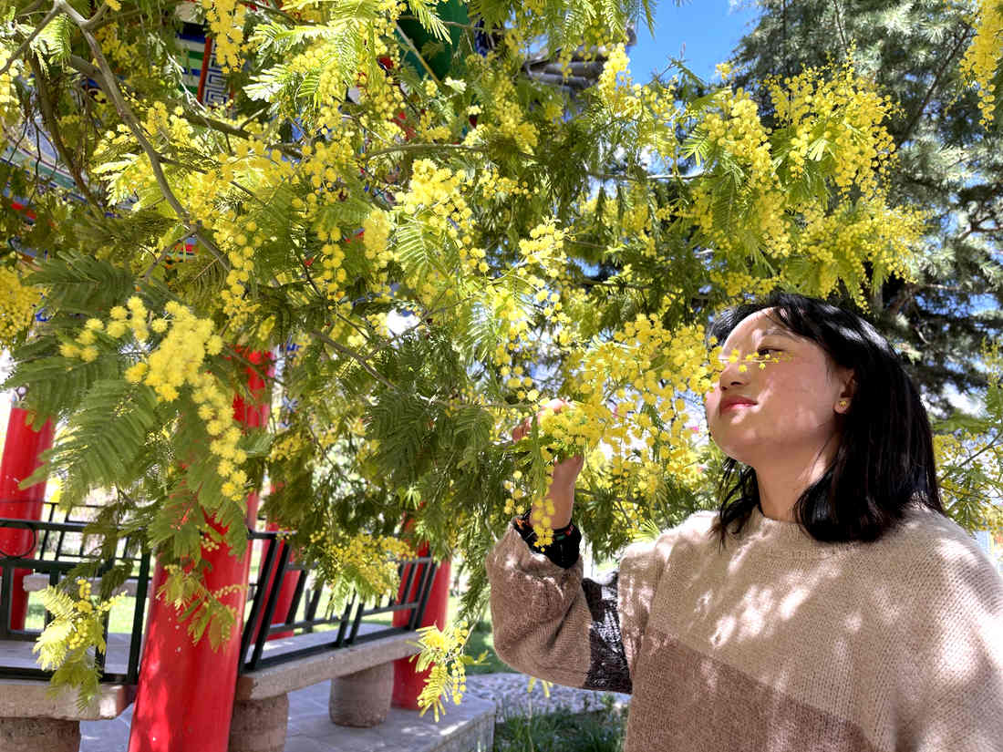 游客仔細觀賞黃絨絨的金合歡花。