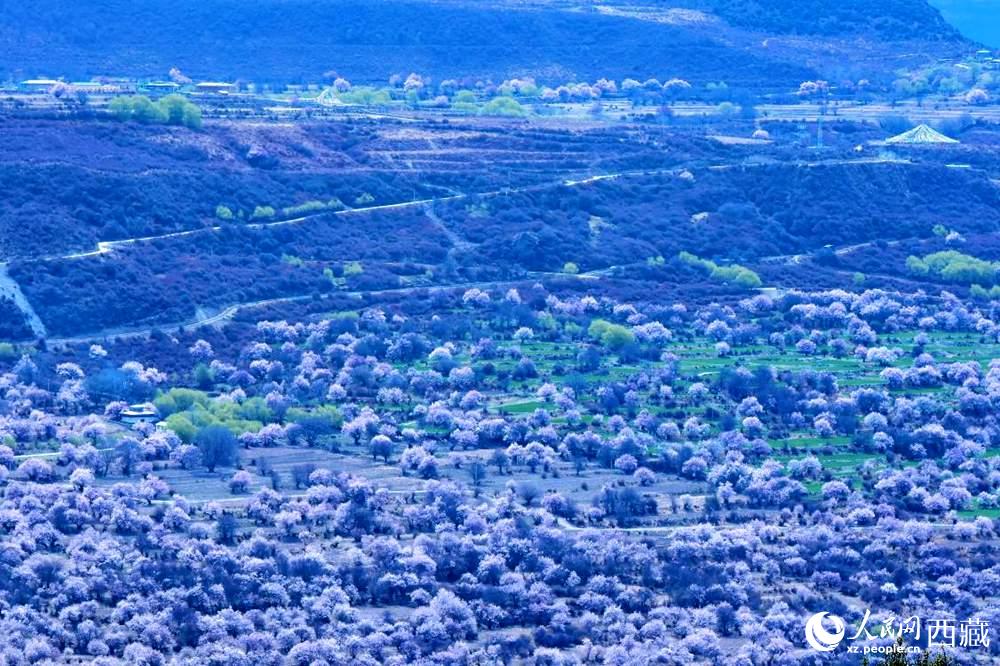 遠(yuǎn)眺“桃花村”。人民網(wǎng) 李海霞攝