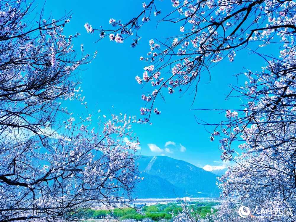 桃花在藍(lán)天白云的映襯下分外好看。人民網(wǎng) 李海霞攝