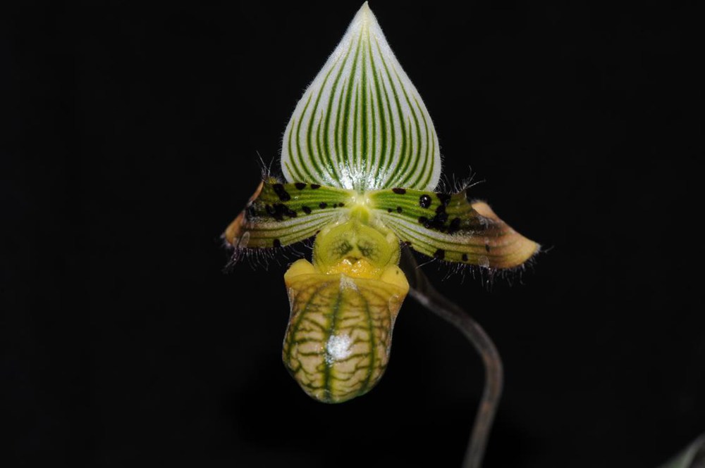 秀麗兜蘭。金效華攝