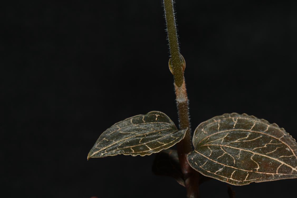 墨脫金線蘭。金效華攝