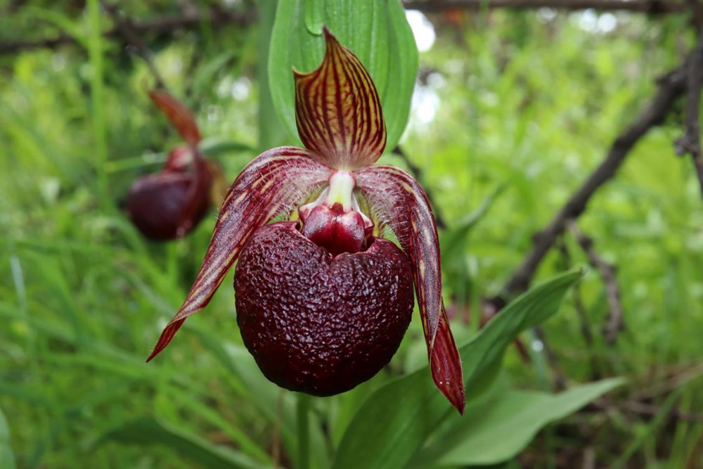 波密灼蘭。王翰臣攝