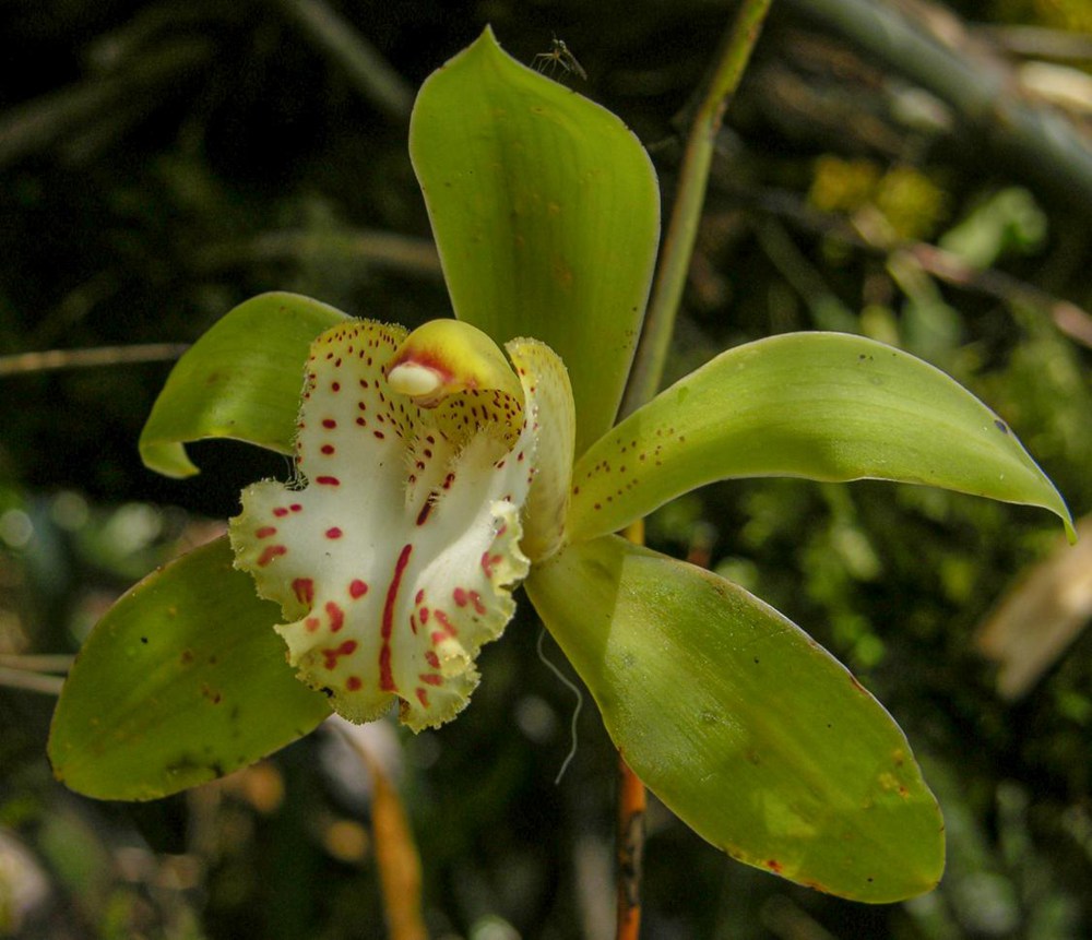 虎頭蘭。金效華攝