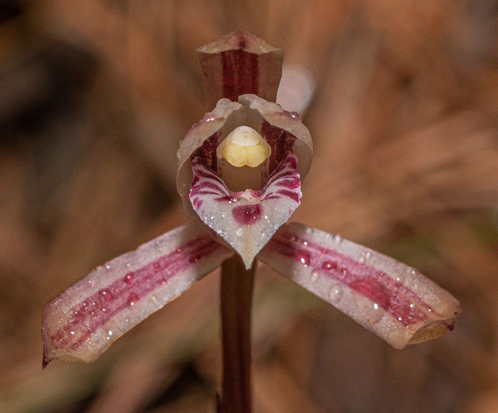 大根蘭。葉超攝