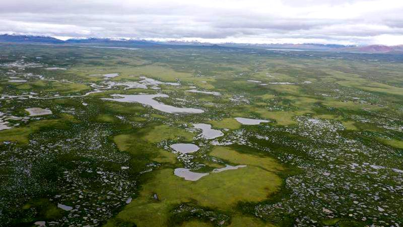 麥地卡濕地。