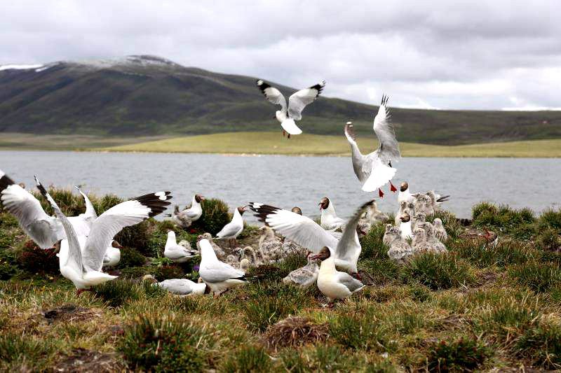 棲息的候鳥。