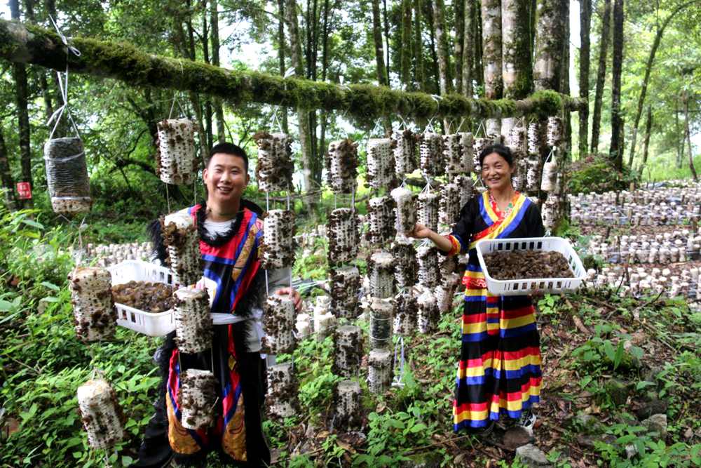 木耳豐收。次仁央宗攝