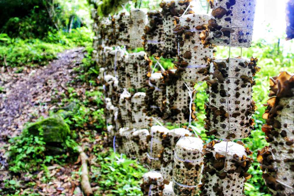 生長中的木耳。次仁央宗攝