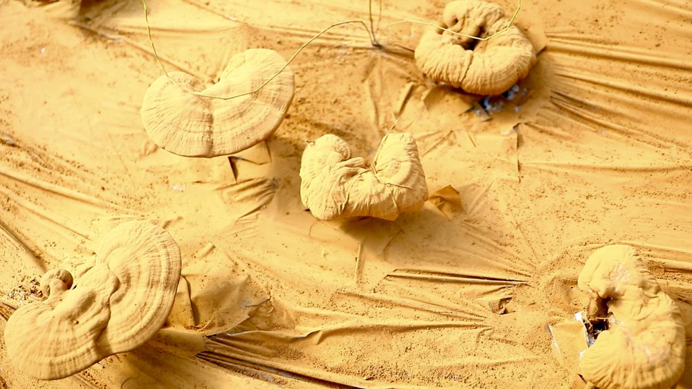 靈芝基地內(nèi)孢子粉布滿塑料膜。