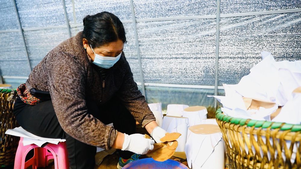 采收靈芝孢子粉。