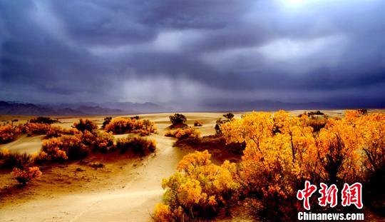 世界海拔最高最遠(yuǎn)古胡楊林景區(qū)迎客試運行