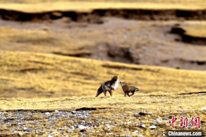 來(lái)自媽媽的愛(ài)！高原藏狐母子嬉戲畫(huà)面暖人心