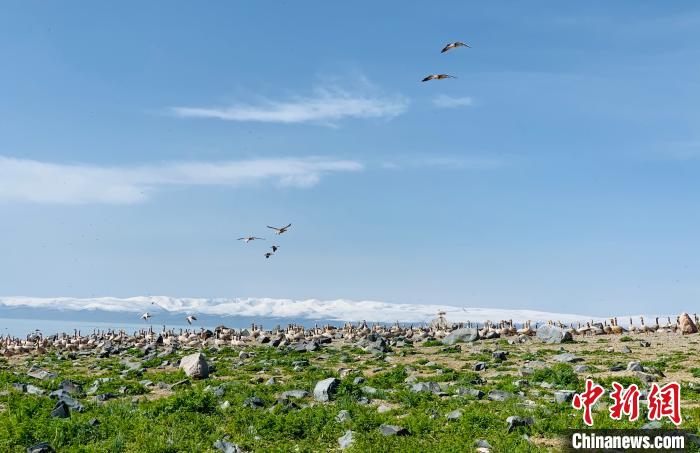 探訪鳥(niǎo)島關(guān)停兩年后:人去鳥(niǎo)來(lái)生態(tài)轉(zhuǎn)好