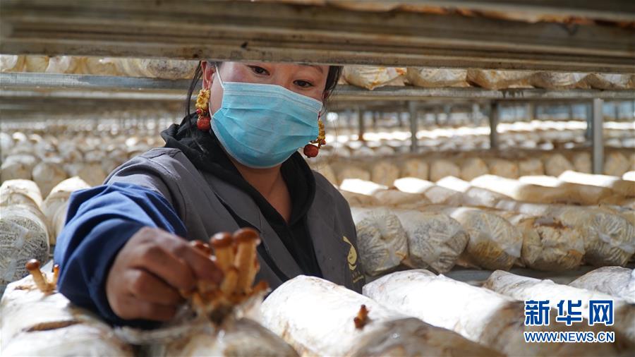 (圖文互動(dòng))(3)云端鋪就幸福路——四川甘孜州脫貧奔小康一線見聞