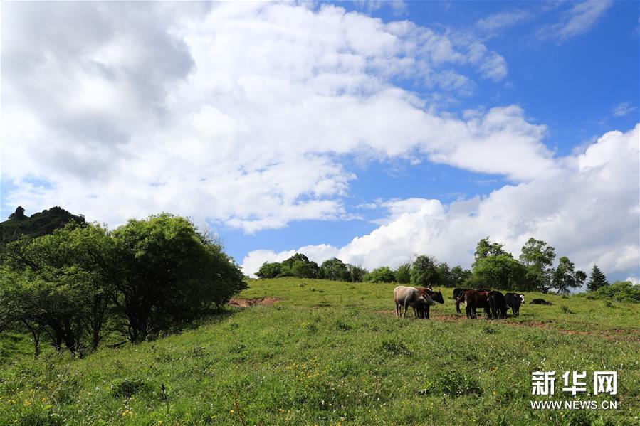 (新華視界)(4)甘肅舟曲:夏日藏鄉(xiāng)畫(huà)中景