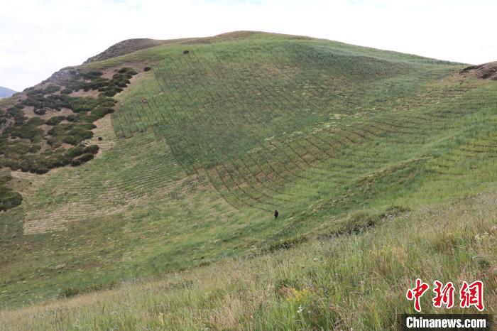 四川省阿壩州若爾蓋縣草原沙化治理后。若爾蓋縣林業(yè)和草原局供圖
