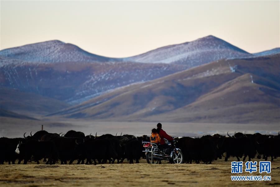 (社會(huì))(1)青海稱(chēng)多:生態(tài)畜牧業(yè)奏響牧歌