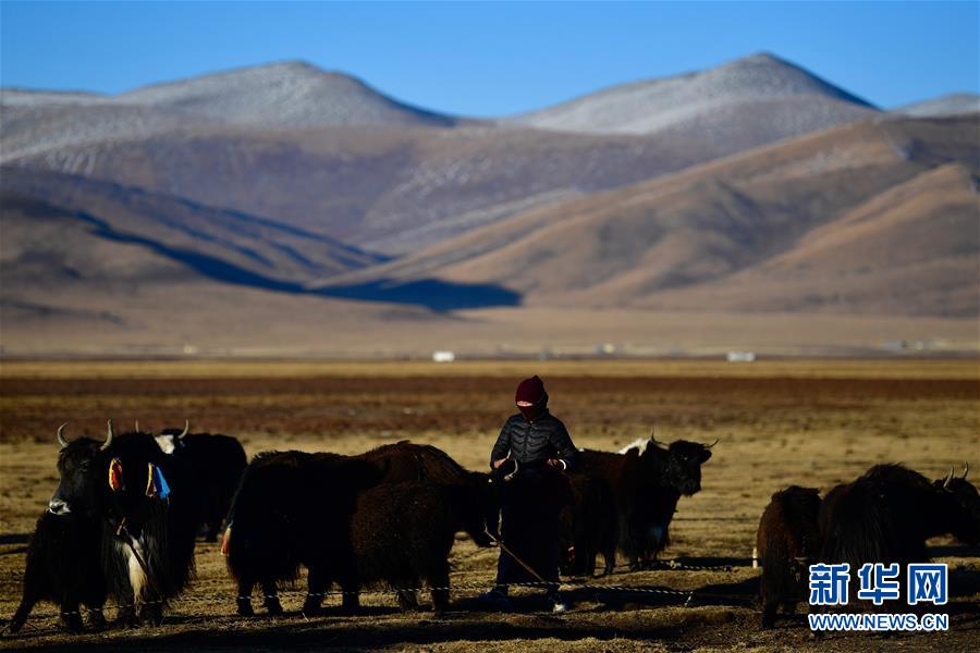 (社會(huì))(2)青海稱(chēng)多:生態(tài)畜牧業(yè)奏響牧歌