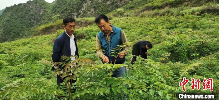 圖為張金利調(diào)研適合阿拉村種植的農(nóng)作物，經(jīng)過(guò)不斷改良技術(shù)后，產(chǎn)量大大提高。(資料圖)甘肅省水利廳供圖