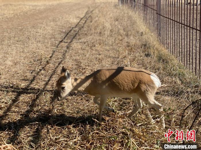 圖為普氏原羚?！±罱瓕?攝