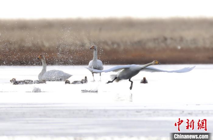 四川省阿壩州若爾蓋縣麥溪鄉(xiāng)的大天鵝。　安源 攝