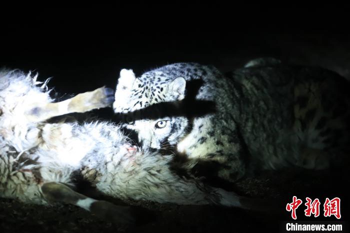 長(zhǎng)江源、瀾滄江源啟動(dòng)旗艦物種雪豹及棲息地保護(hù)項(xiàng)目