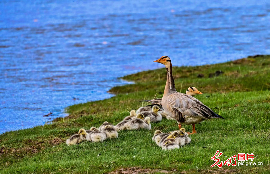 三江源國(guó)家公園正式設(shè)立，這是青海生態(tài)文明建設(shè)的新答卷