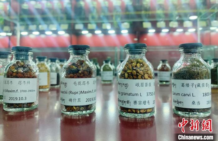 圖為海拔3500米以上珍貴草藥種子?！●R銘言 攝