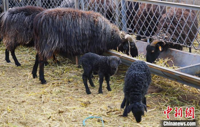 圖為黑藏羊及小羊羔正在吃草?！●R銘言 攝