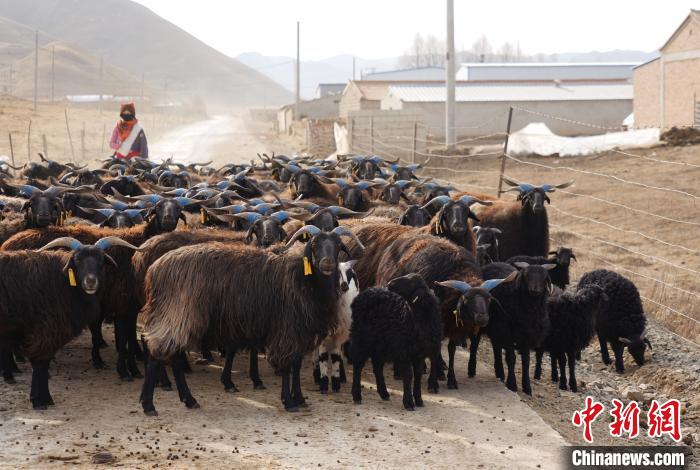 圖為牧民家的黑藏羊?！●R銘言 攝