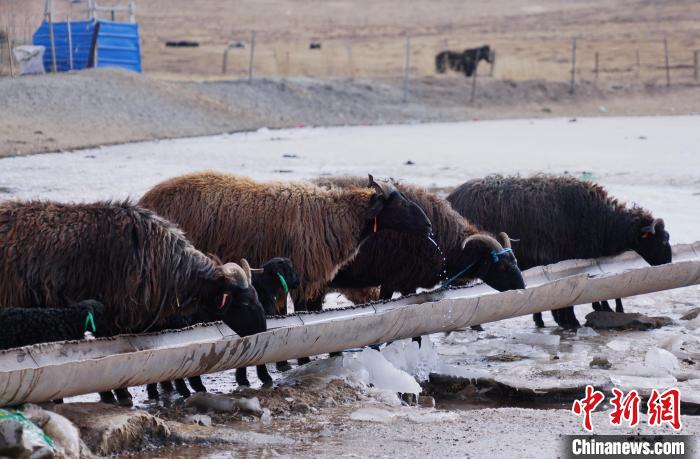 圖為黑藏羊正在喝水?！●R銘言 攝