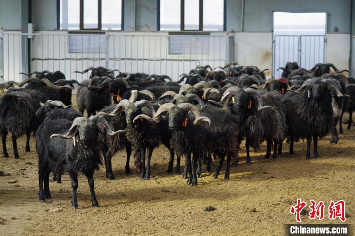 圖為黑藏羊。　馬銘言 攝