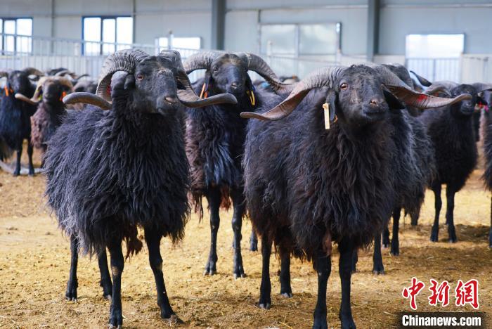 圖為黑藏羊?！●R銘言 攝