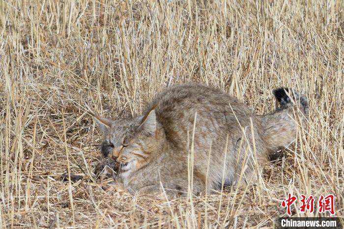 圖為拍攝到的荒漠貓?！≡S明遠(yuǎn) 攝