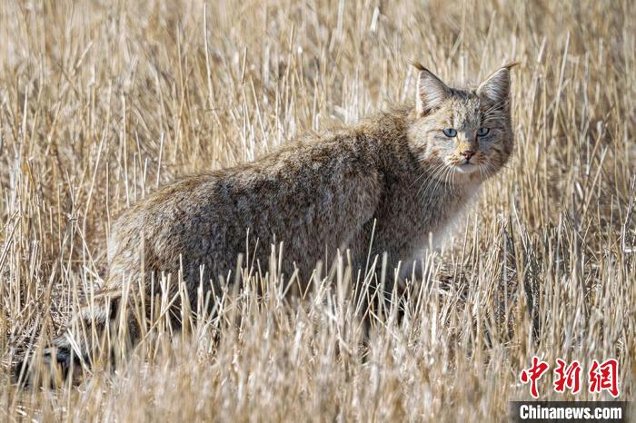 圖為拍攝到的荒漠貓?！≡S明遠(yuǎn) 攝