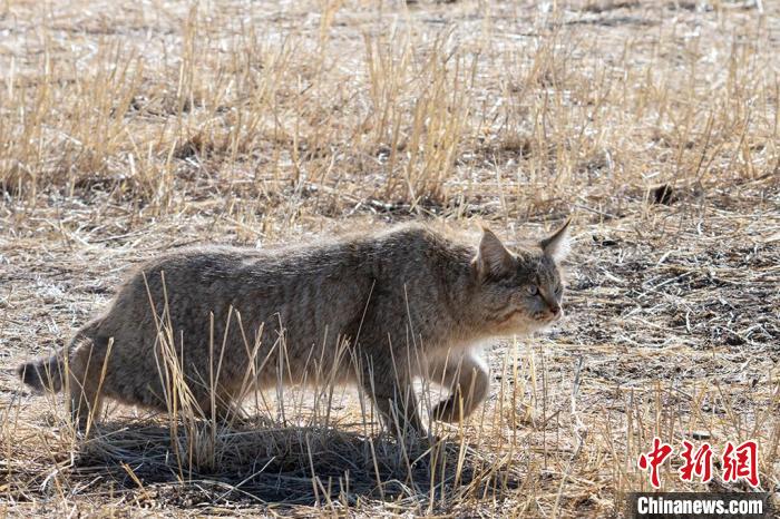 圖為拍攝到的荒漠貓?！O春生 攝