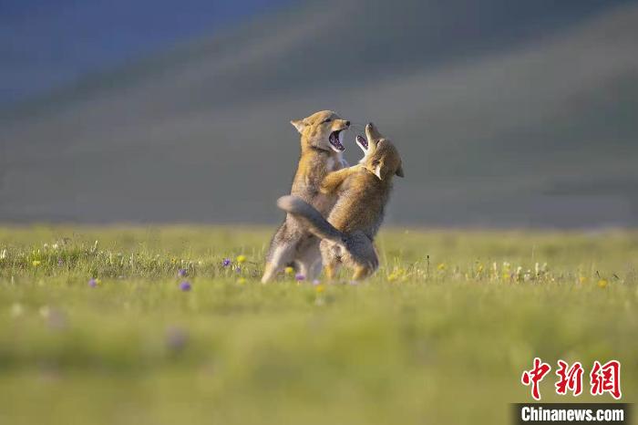 青海:生態(tài)攝影再獲國(guó)際賽事金牌