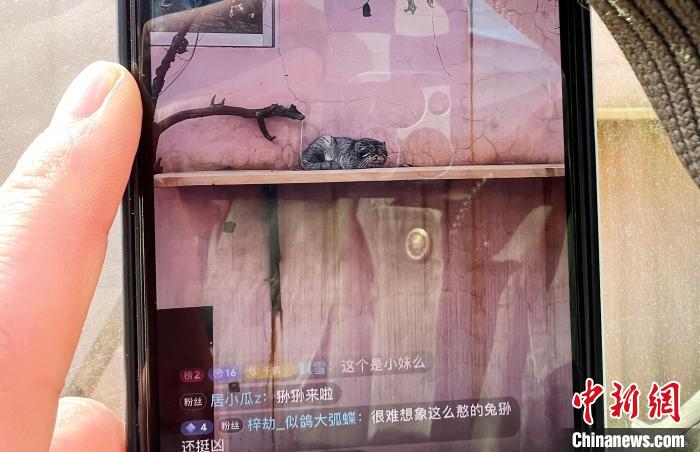 圖為雪豹“奶爸”史壽軍正在直播?！●R銘言 攝